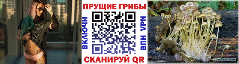 закладка  Грозный  Псилоцибиновые грибы MAGIC MUSHROOMS 