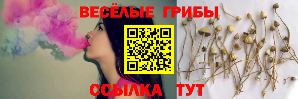 Галлюциногенные грибы MAGIC MUSHROOMS  купить  сайты  Грозный  Галлюциногенные грибы Psilocybine cubensis 